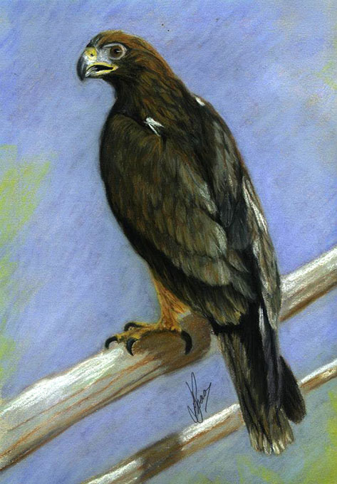 531102_430584380363055_341747893_n